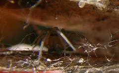 Dictyna bostoniensis