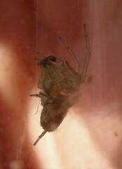 Dictyna bostoniensis