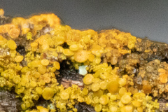 Xanthomendoza hasseana