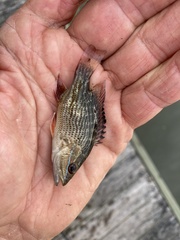 Lutjanus griseus