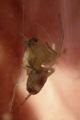 Dictyna bostoniensis