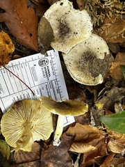 Tricholoma subsejunctum