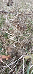 Cirsium decussatum