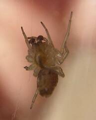 Dictyna bostoniensis