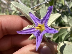 Solanum hindsianum