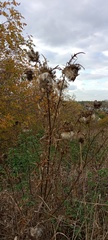 Cirsium decussatum
