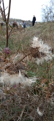 Cirsium decussatum