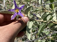 Solanum hindsianum