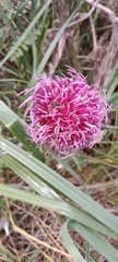 Cirsium decussatum