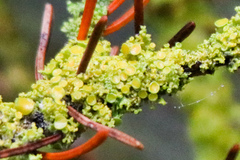 Xanthomendoza hasseana