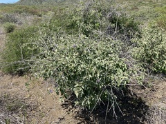 Solanum hindsianum
