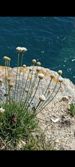Armeria curvifolia