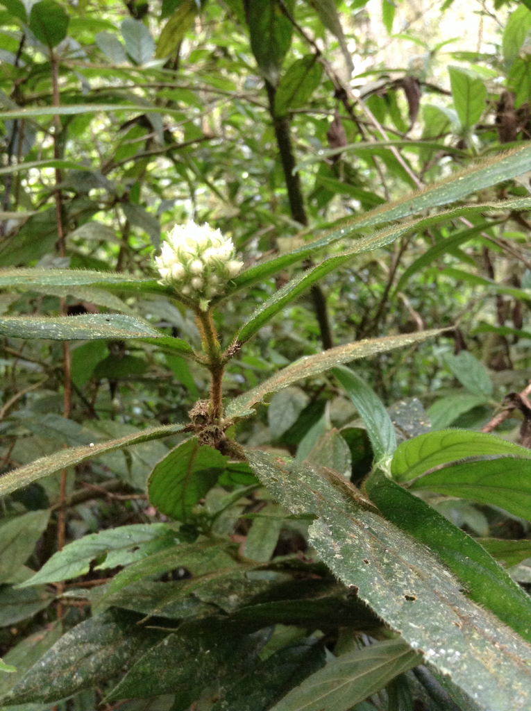 Bertiera brevithyrsa