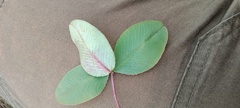Trifolium medium