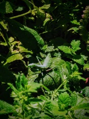 Stagmomantis limbata