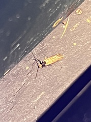 Tinea apicimaculella