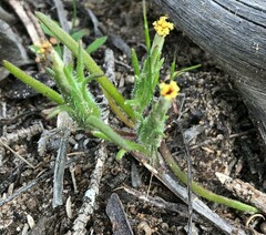 Podotheca angustifolia