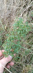 Medicago falcata
