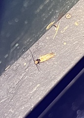 Tinea apicimaculella