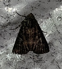 Condica albigera
