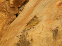 Sicalis olivascens