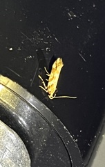 Aristotelia roseosuffusella