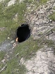 Pseudanomodon attenuatus