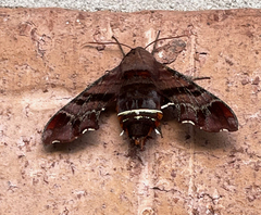 Amphion floridensis