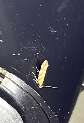 Aristotelia roseosuffusella