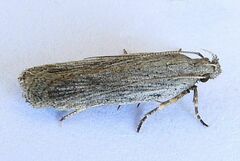 Filatima striatella