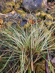 Carex pleiostachys