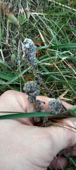 Artemisia austriaca