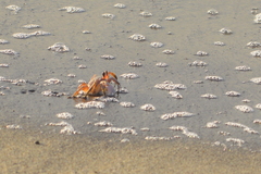 Ocypode occidentalis