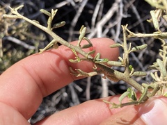 Atamisquea emarginata