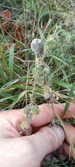 Artemisia austriaca