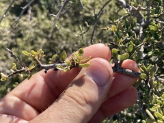 Atamisquea emarginata