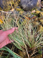 Carex pleiostachys