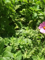 Stagmomantis limbata