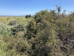 Atamisquea emarginata