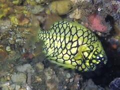 Cleidopus gloriamaris