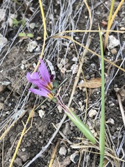 Olsynium scirpoideum