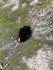 Pseudanomodon attenuatus