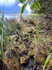 Carex pleiostachys