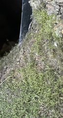 Pseudanomodon attenuatus