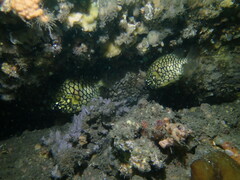 Cleidopus gloriamaris