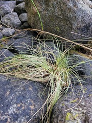 Carex pleiostachys