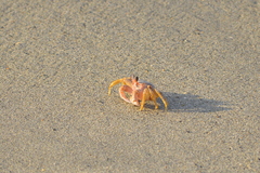 Ocypode occidentalis