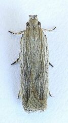 Filatima striatella