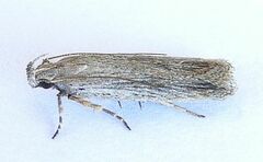 Filatima striatella