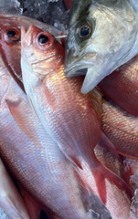 Holocentrus adscensionis